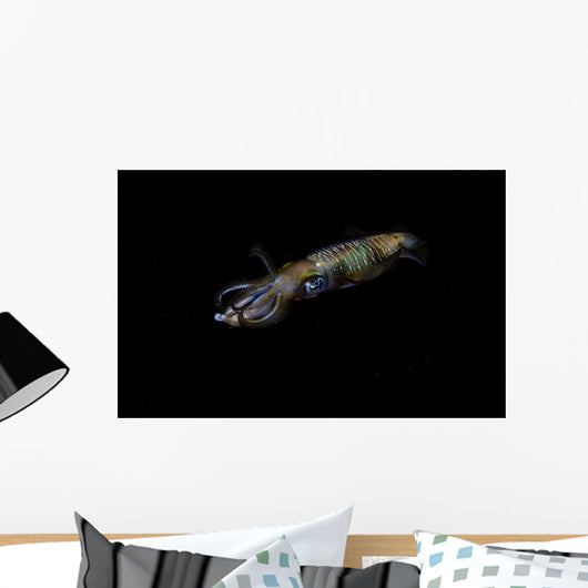 Bigfin Reef Squid Moving Away Wall Decal