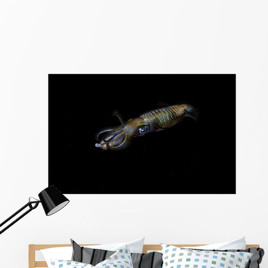 Bigfin Reef Squid Moving Away Wall Decal