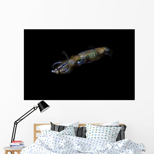 Bigfin Reef Squid Moving Away Wall Decal