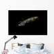 Bigfin Reef Squid Moving Away Wall Decal