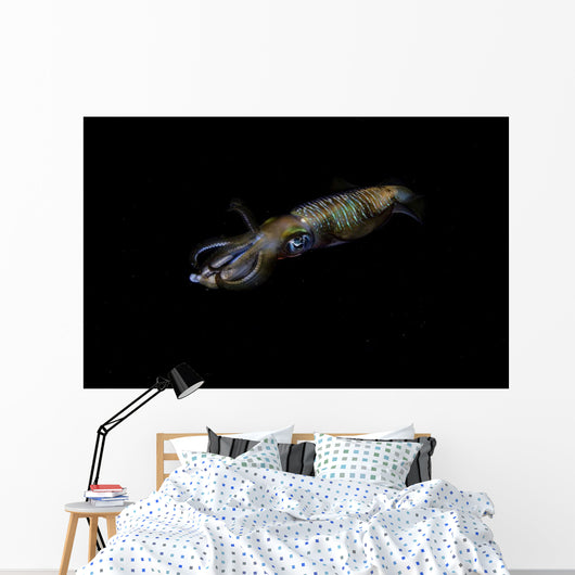 Bigfin Reef Squid Moving Away Wall Decal