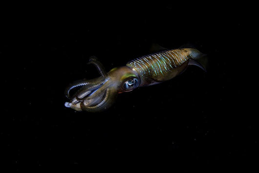 Bigfin Reef Squid Moving Away Wall Decal