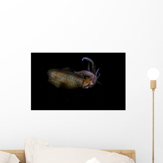 Bigfin Reef Squid Swimming Wall Decal