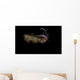 Bigfin Reef Squid Swimming Wall Decal