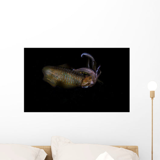 Bigfin Reef Squid Swimming Wall Decal