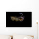 Bigfin Reef Squid Swimming Wall Decal