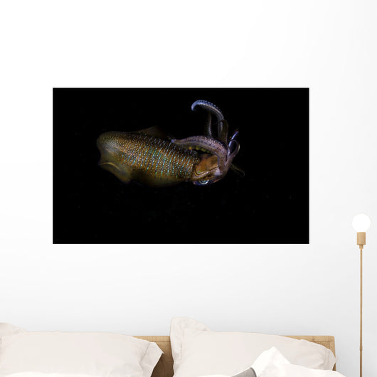 Bigfin Reef Squid Swimming Wall Decal