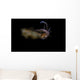 Bigfin Reef Squid Swimming Wall Decal