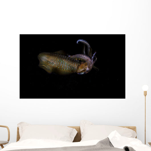 Bigfin Reef Squid Swimming Wall Decal