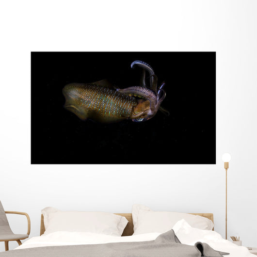 Bigfin Reef Squid Swimming Wall Decal