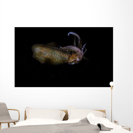 Bigfin Reef Squid Swimming Wall Decal
