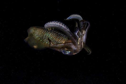 Bigfin Reef Squid Tentacles Wall Decal