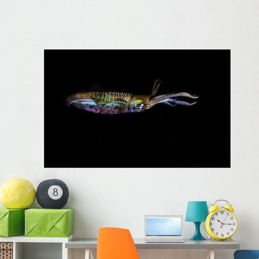 Bigfin Reef Squid Horizontal Wall Decal