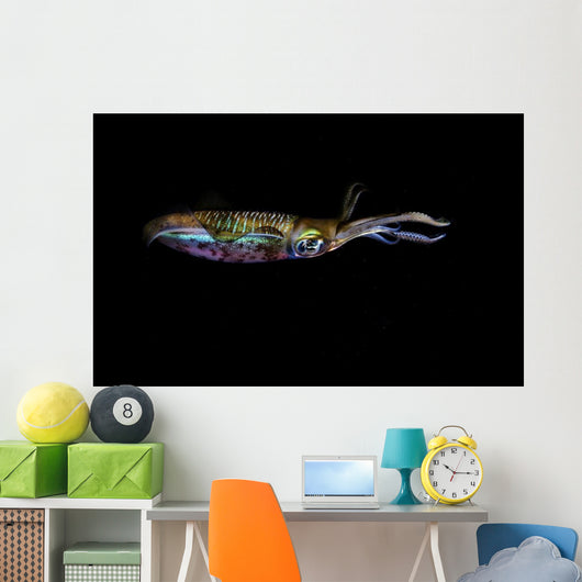 Bigfin Reef Squid Horizontal Wall Decal
