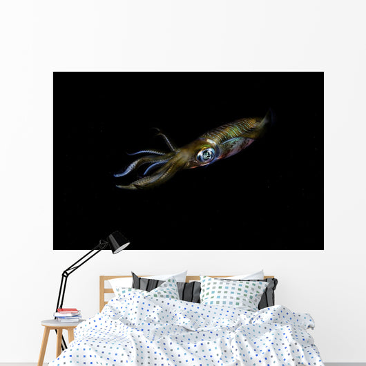 Bigfin Reef Squid Left Side Wall Decal