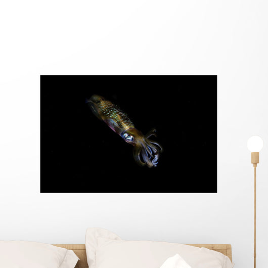 Bigfin Reef Squid Right Side Wall Decal