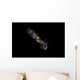 Bigfin Reef Squid Right Side Wall Decal