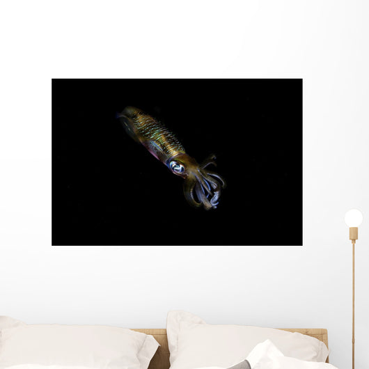 Bigfin Reef Squid Right Side Wall Decal