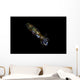 Bigfin Reef Squid Right Side Wall Decal