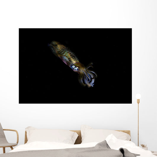 Bigfin Reef Squid Right Side Wall Decal