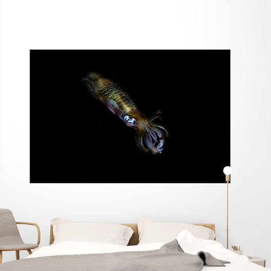 Bigfin Reef Squid Right Side Wall Decal