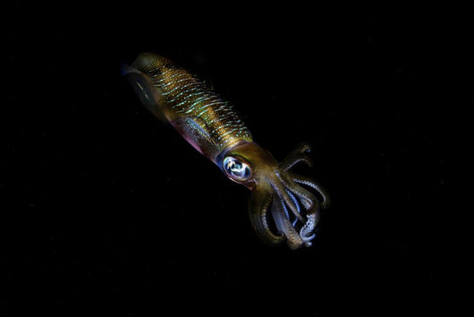 Bigfin Reef Squid Right Side Wall Decal