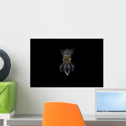 Bigfin Reef Squid Front View Wall Decal