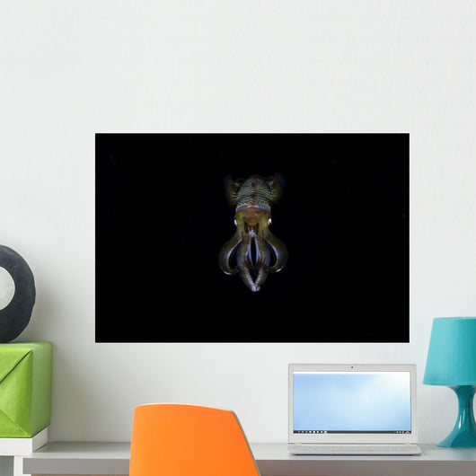 Bigfin Reef Squid Front View Wall Decal