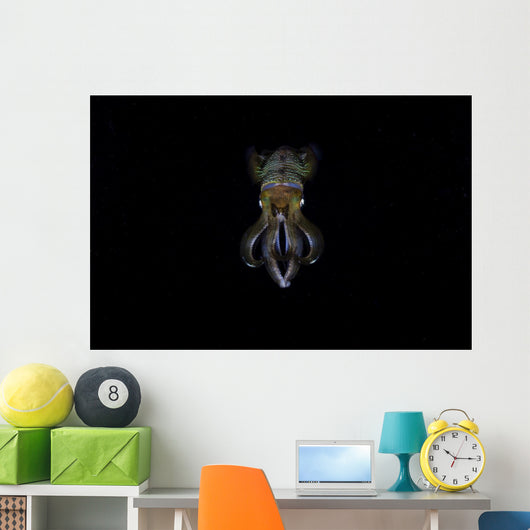 Bigfin Reef Squid Front View Wall Decal