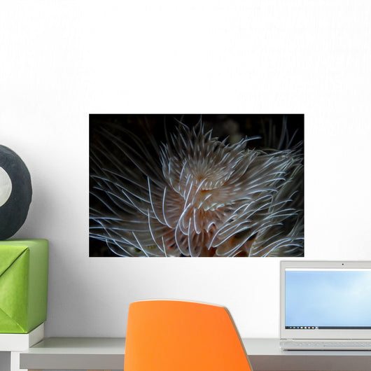 Detail Feather Duster Worm Close-up Wall Decal