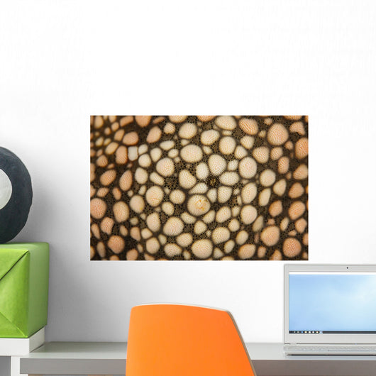 Detail Colorful Starfish Clinging Wall Decal