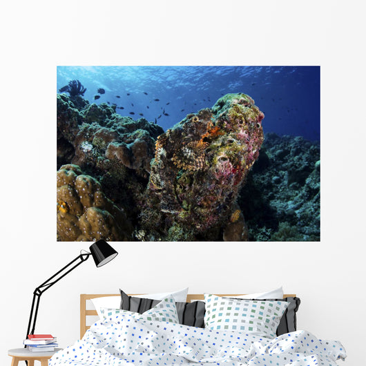 Large Scorpionfish Camouflages Itself Wall Decal