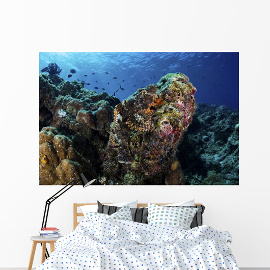 Large Scorpionfish Camouflages Itself Wall Decal