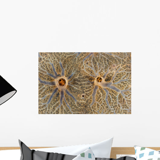 Detail Encrusting Sponge Growing Wall Decal