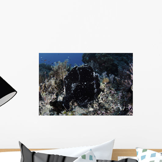 Black Giant Frogfish Waits Wall Decal