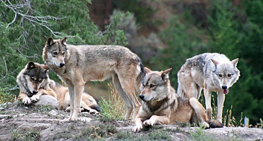 Timber Wolves Wall Decal