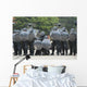 Belgian Infantry Soldiers Training Wall Decal Design 3