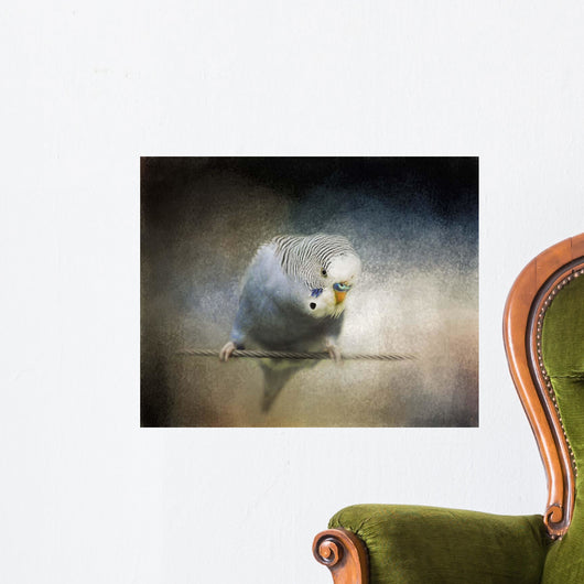 Blue Parakeet Budgie Wall Mural
