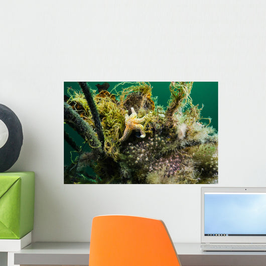 Northern Sea Star Cold Wall Decal