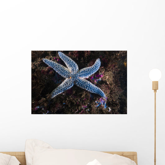 This Forbes Common Sea Wall Decal