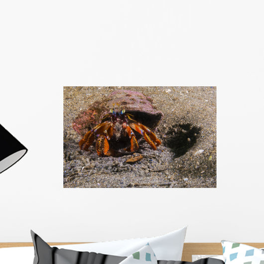 Acadian Hermit Crabs Crawling with Burrow Wall Decal