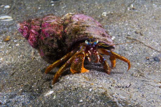 Acadian Hermit Crabs Crawling Close-up Wall Decal