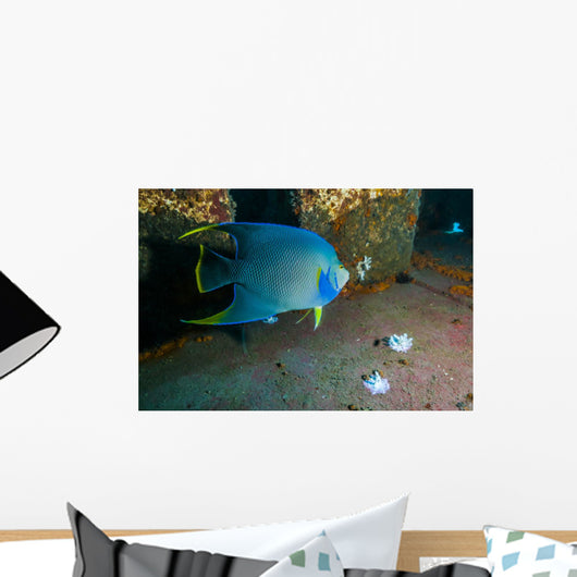 Blue Angelfish Swimming Horizontal Wall Decal
