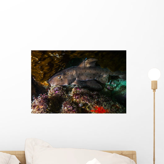 Docile Horn Shark Kelp Wall Decal