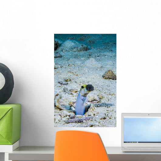 This Male Jawfish Aerates Wall Decal