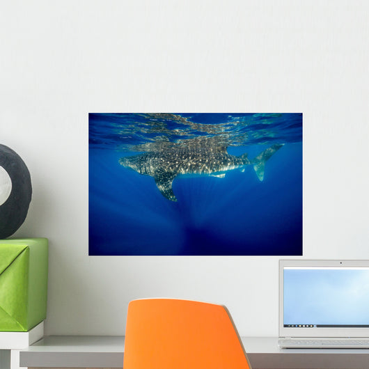 Whale Shark Isla Mujeres Swimming Away Wall Decal