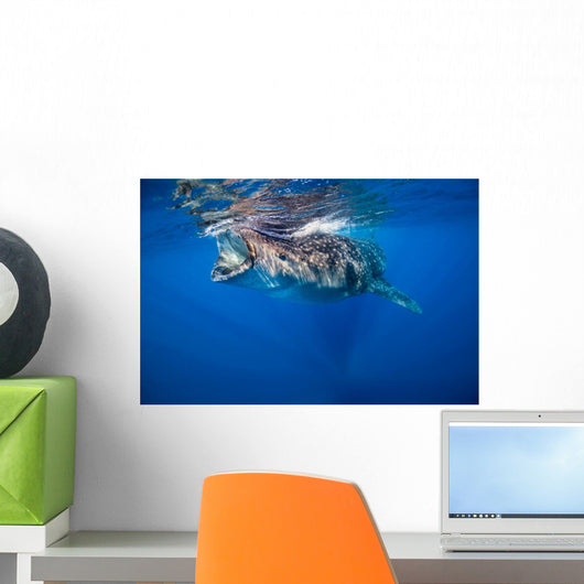 Whale Shark Isla Mujeres Wall Decal