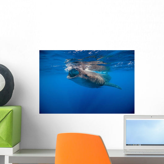 Whale Shark Isla Mujeres Left Side Wall Decal