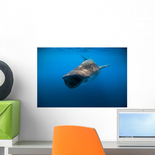Whale Shark Isla Mujeres Diving Wall Decal