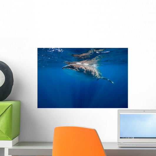 Whale Shark Isla Mujeres Breaching Wall Decal
